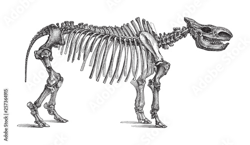 Skeleton Rhinoceros tichorhinus / vintage illustration from Meyers Konversations-Lexikon 1897 © Hein Nouwens