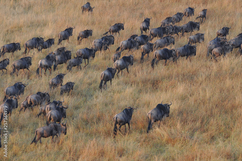 Migration of antelopes in Kenya