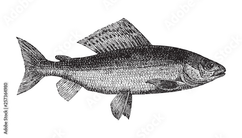 Grayling fish (Thymallus vulgaris) / vintage illustration from Meyers Konversations-Lexikon 1897 photo