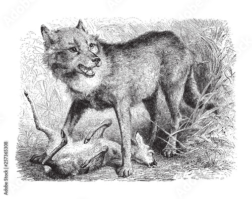 Gray wolf (Canis lupus) / vintage illustration from Meyers Konversations-Lexikon 1897