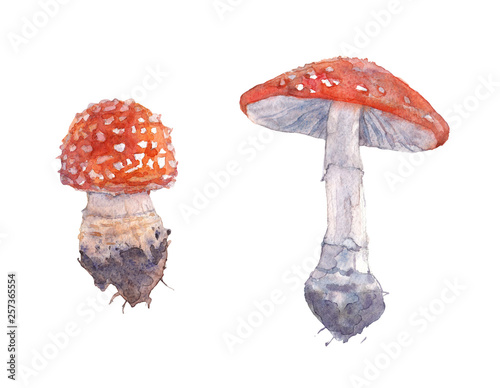 Fly agaric. Watercolor illustration.