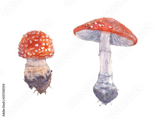 Fly agaric. Watercolor illustration. photo