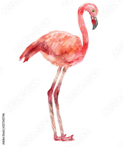 Watercolor hand painted illustration pink flamingo wild bird isolated on the white background 