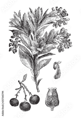 Strawberry Tree or Cane Apple (Arbutus unedo) / vintage illustration from Brockhaus Konversations-Lexikon 1908