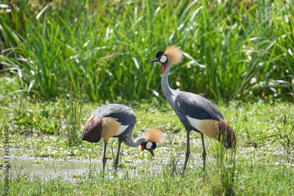 Fototapeta premium Bird in Murchison falls