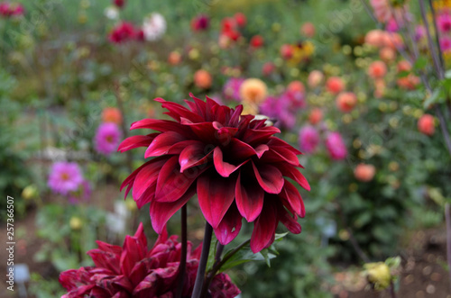 Flowers in the garden