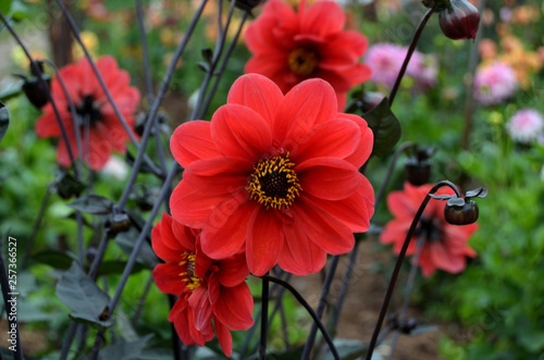 Flowers in the garden
