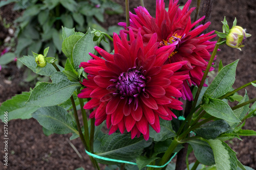 Flowers in the garden