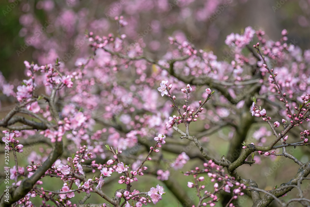 Peach blossom tree field in spring in LongQuanYi mountains, Chengdu, China Peach blossom tree field in spring in LongQuanYi mountains, Chengdu, China