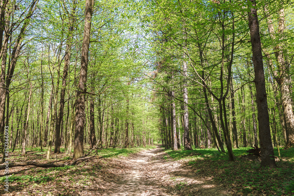 Spring green forest in the a sunlight Spring green forest in the a sunlight