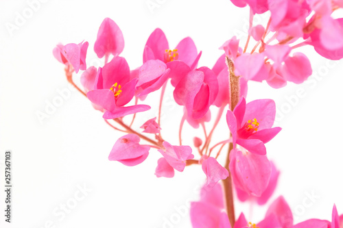 close up of Coral Vine or Antigonon leptopus Hook flower isolated on white background.