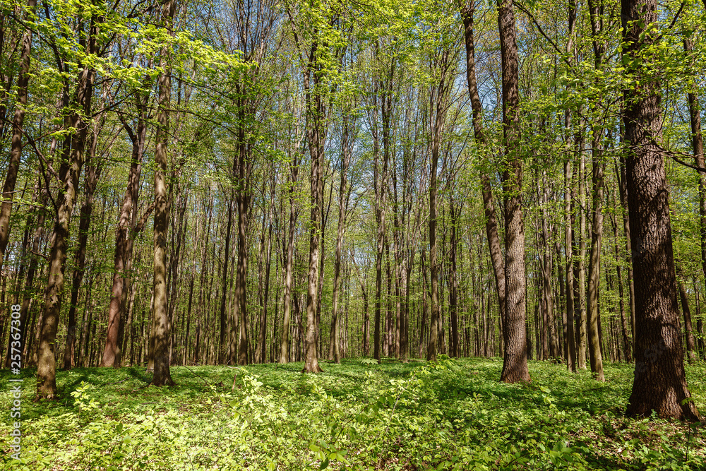 Obraz premium Spring green forest in the a sunlight