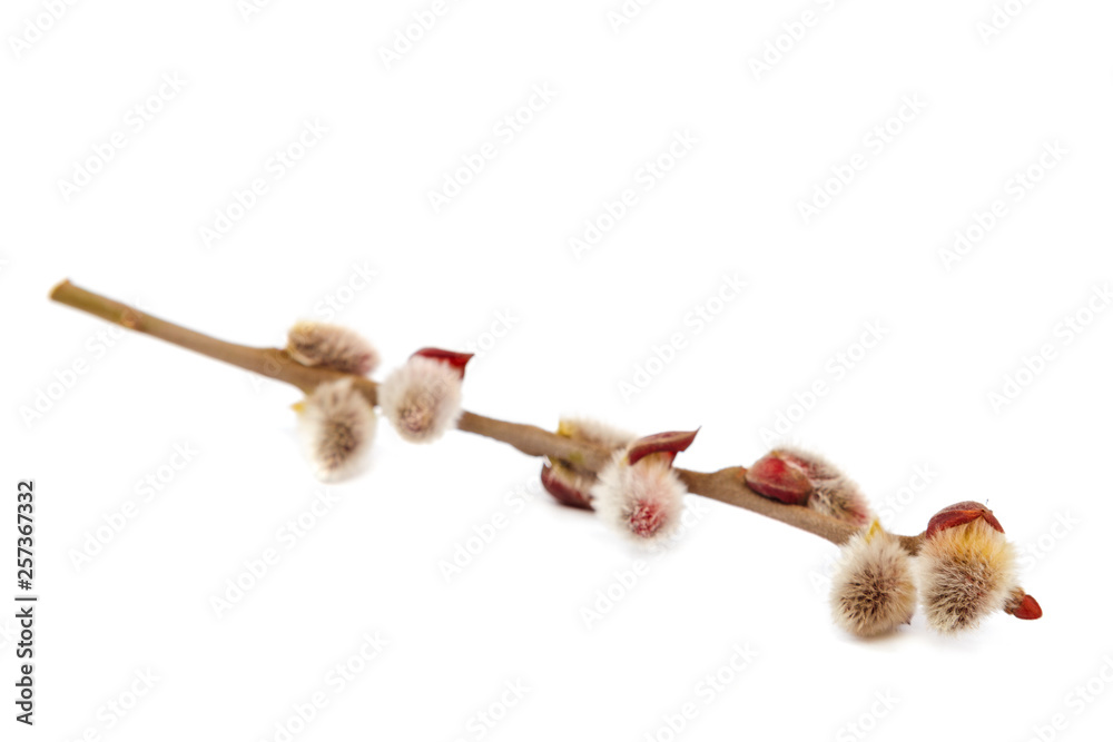 Flowering willow branch isolated on white background. Flowering willow branch isolated on white background.