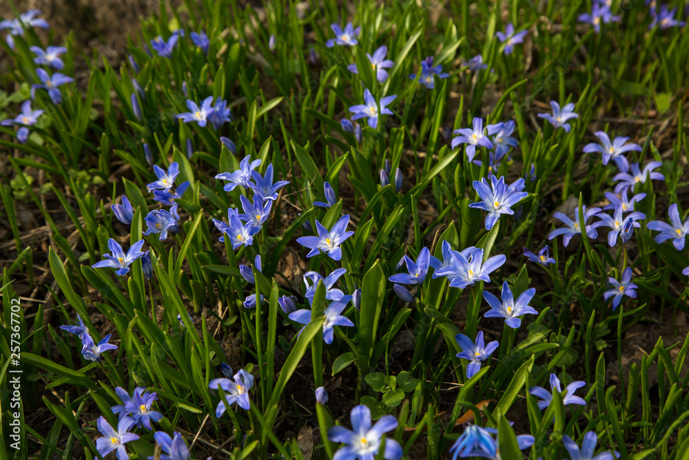 glory-of-the-snow blue blossom glory-of-the-snow blue blossom