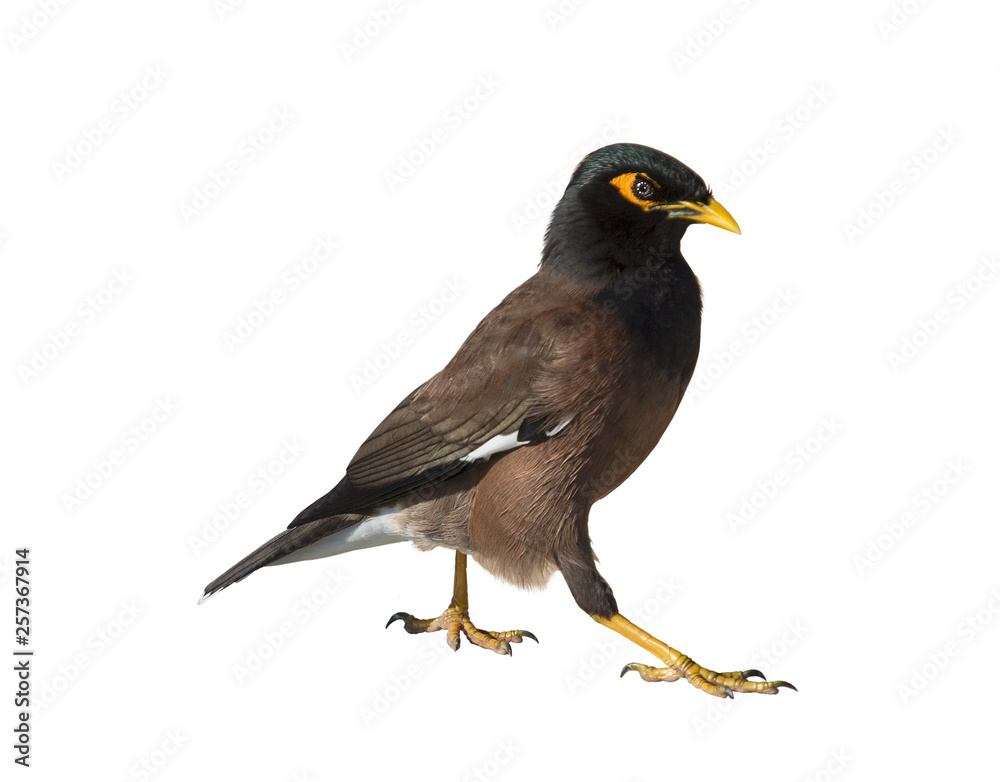 Ordinary mynah on white background isolated Ordinary mynah on white background isolated