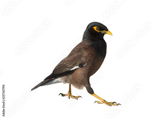 Ordinary mynah on white background isolated