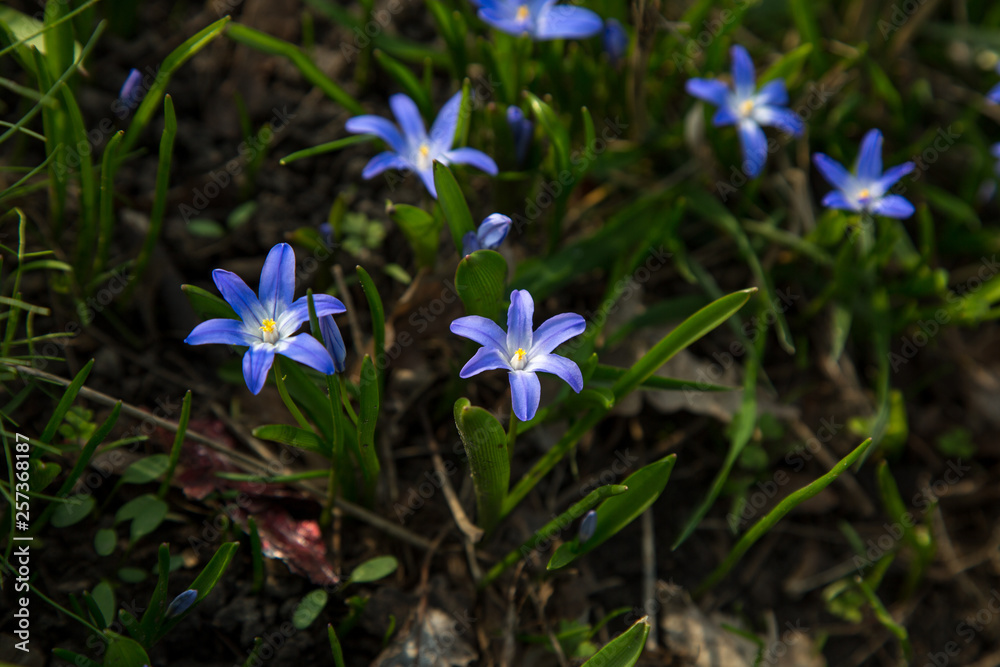 glory-of-the-snow blue blossom glory-of-the-snow blue blossom