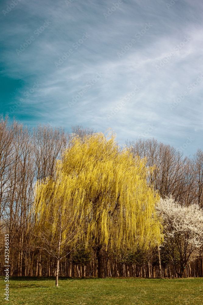 Fototapeta premium Spring landscape. Green meadow, flowering trees, blue sky