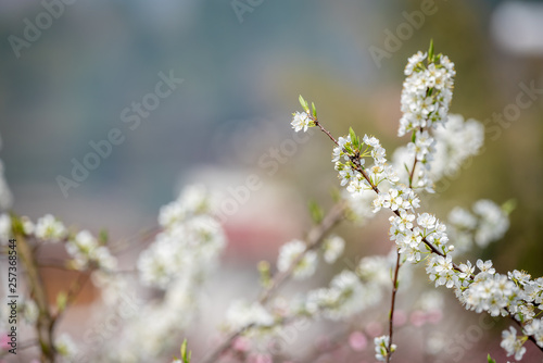 Pear blossom tree flowers close-up in spring in LongQuanYi mountains, Chengdu, China © LP2Studio