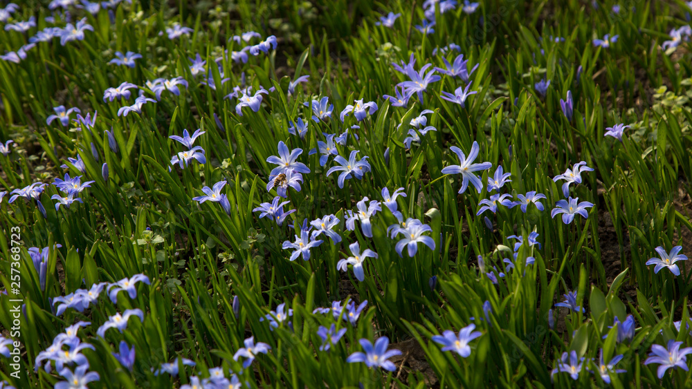 glory-of-the-snow blue blossom glory-of-the-snow blue blossom