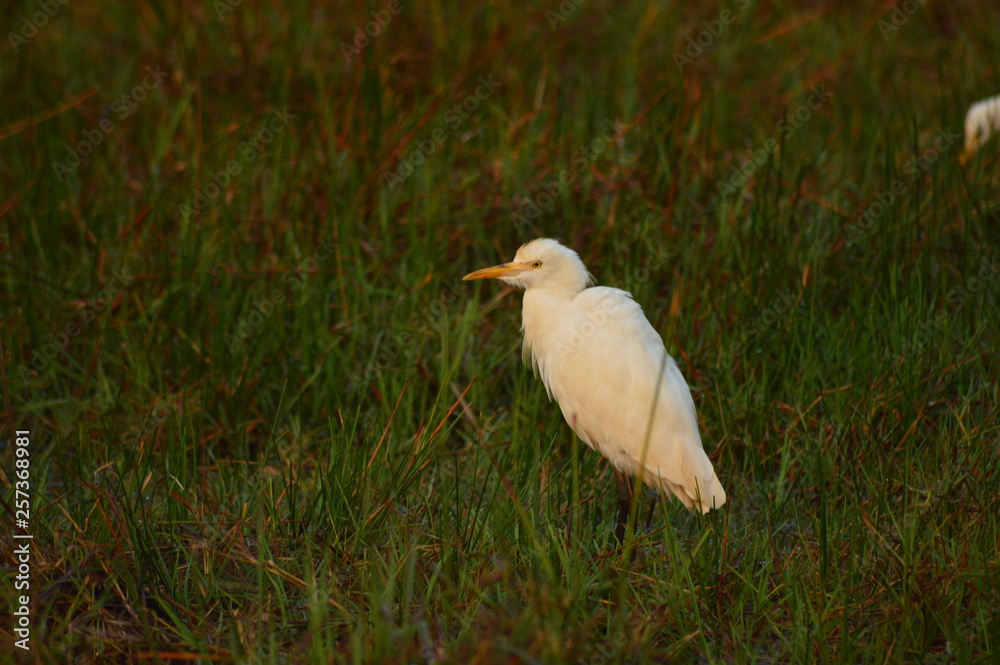 Obraz premium great blue heron in everglades