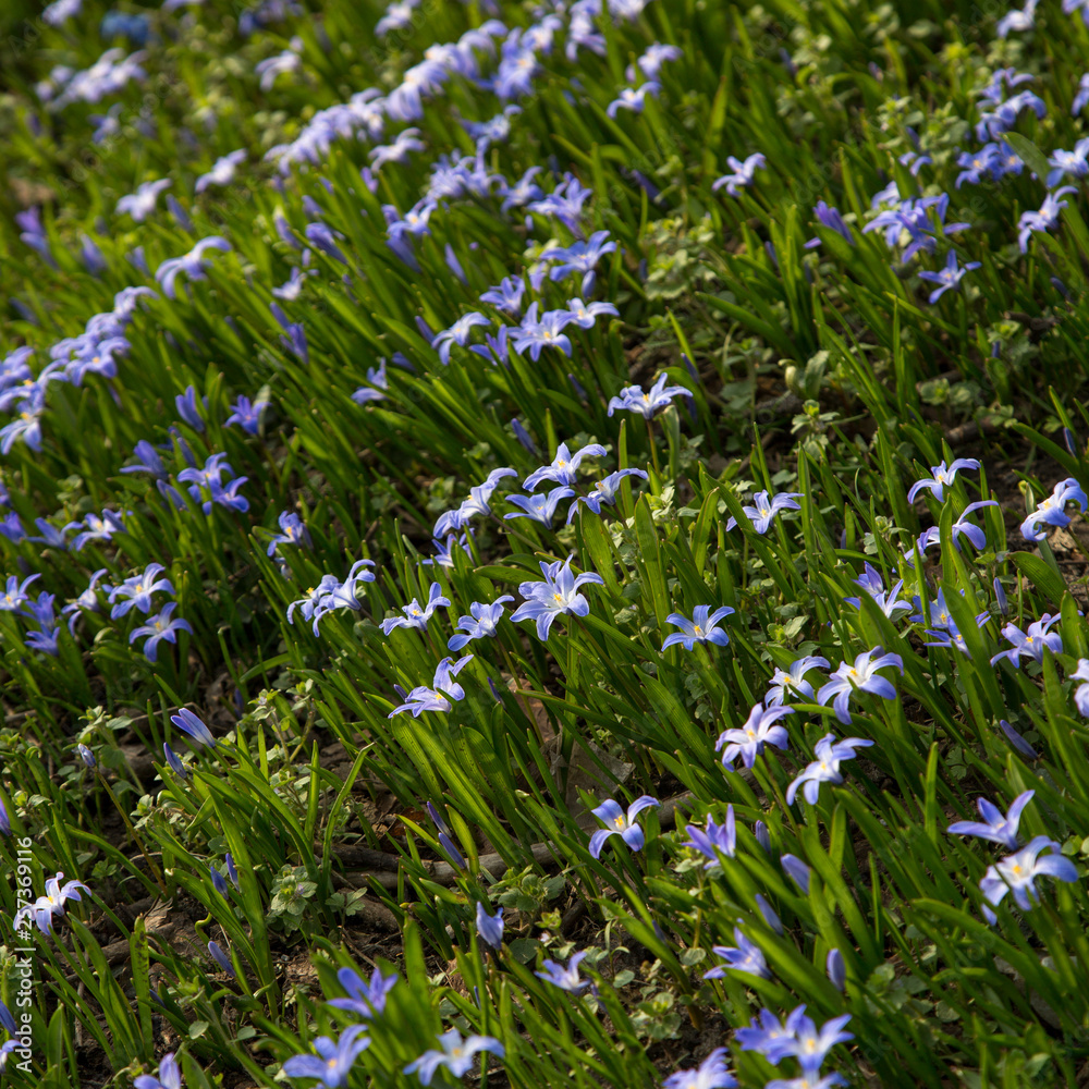 Fototapeta premium glory-of-the-snow blue blossom