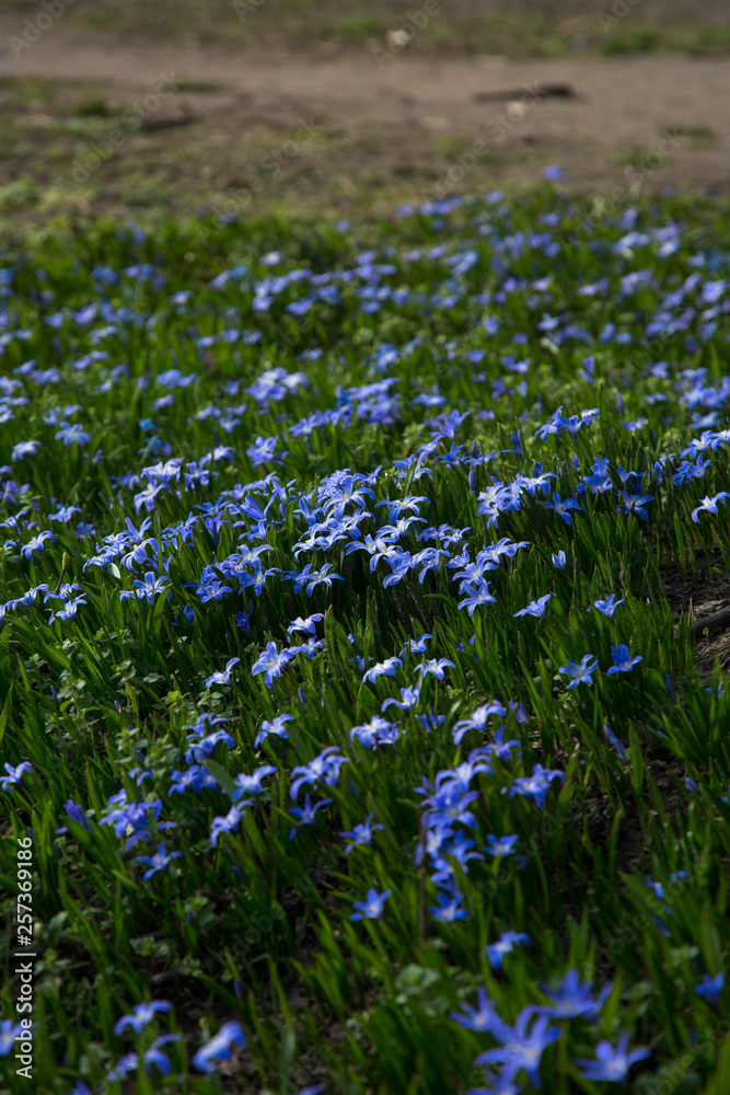 glory-of-the-snow blue blossom glory-of-the-snow blue blossom