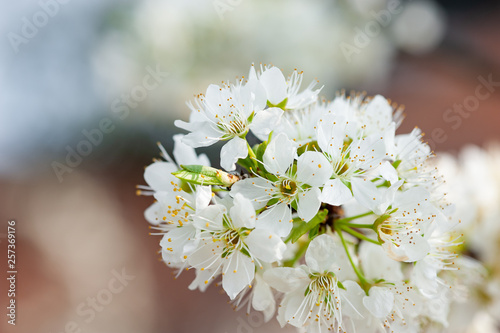 Pear blossom tree flowers close-up in spring in LongQuanYi mountains, Chengdu, China