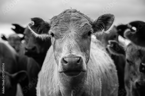 Beef cattle and cows in Australia Fotobehang