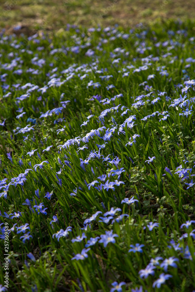glory-of-the-snow blue blossom