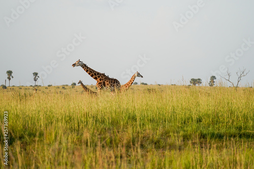 Giraffe in African