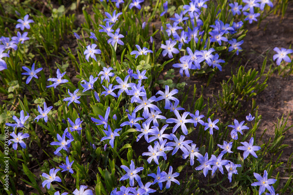 Obraz premium glory-of-the-snow blue blossom
