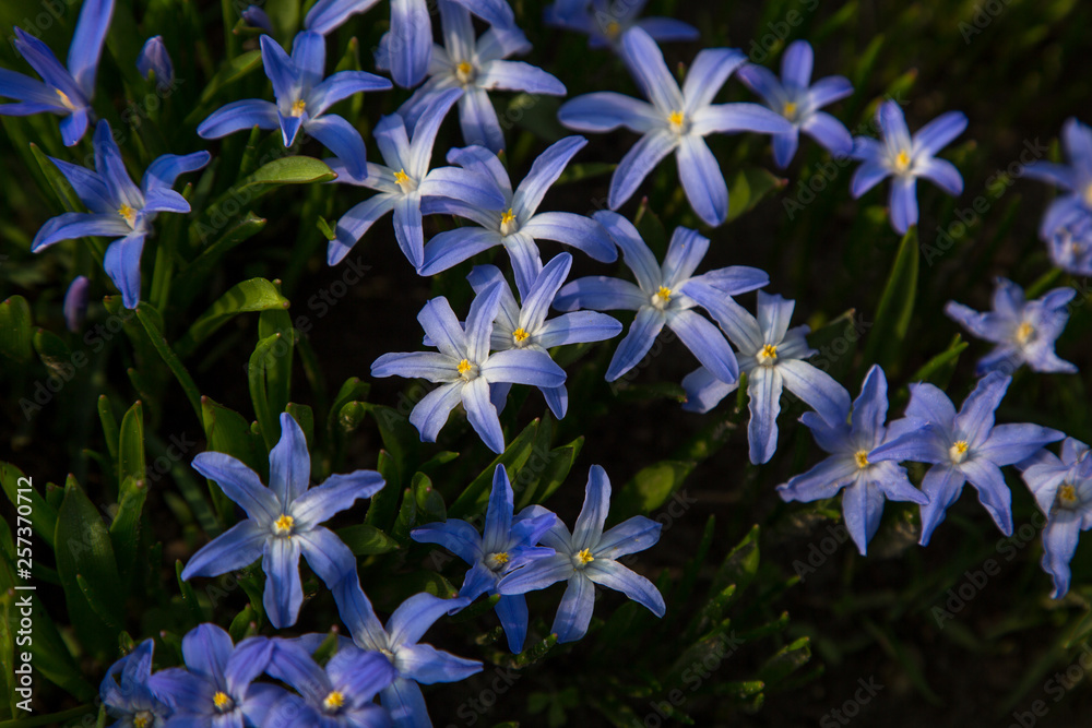 glory-of-the-snow blue blossom glory-of-the-snow blue blossom