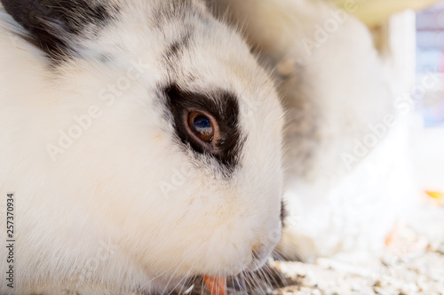 Rabbit head close up
