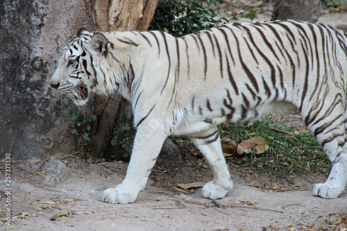 White tiger