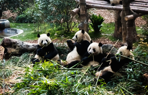 Giant pandas eating bamboo