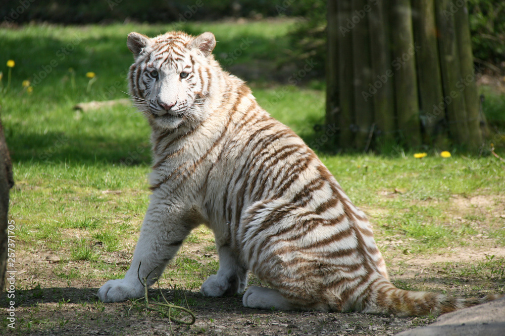 Obraz premium White tiger