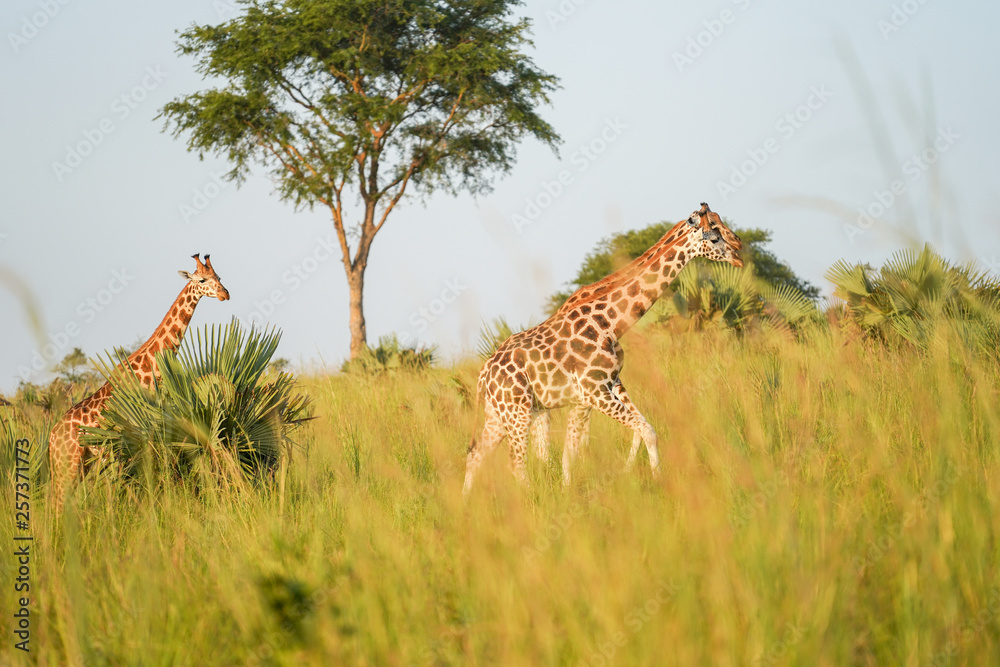 Fototapeta premium Giraffe in African
