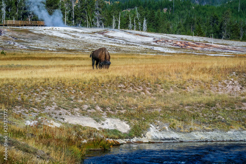 American Bison in the field of Yellowstone National Park, Wyoming
