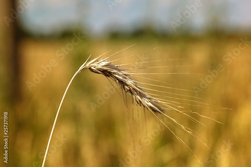 Ripe ears of wheat field as background