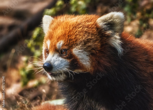 Portrait of a Red Panda. photo