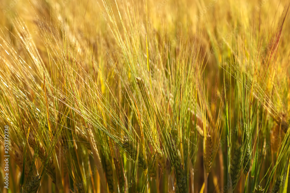 Ripe ears of wheat field as background Ripe ears of wheat field as background