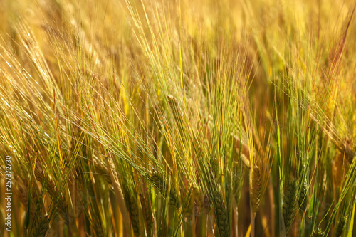 Ripe ears of wheat field as background