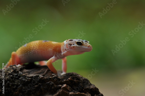 lizard on a rock GECKO