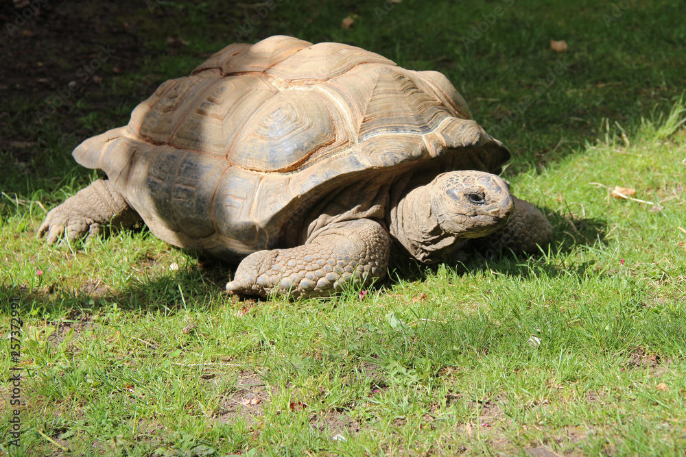 Fototapeta premium Aldabra turtle