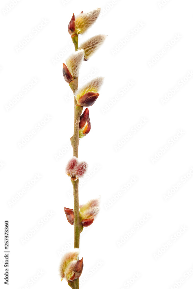 Flowering willow branch isolated on white background. Flowering willow branch isolated on white background.