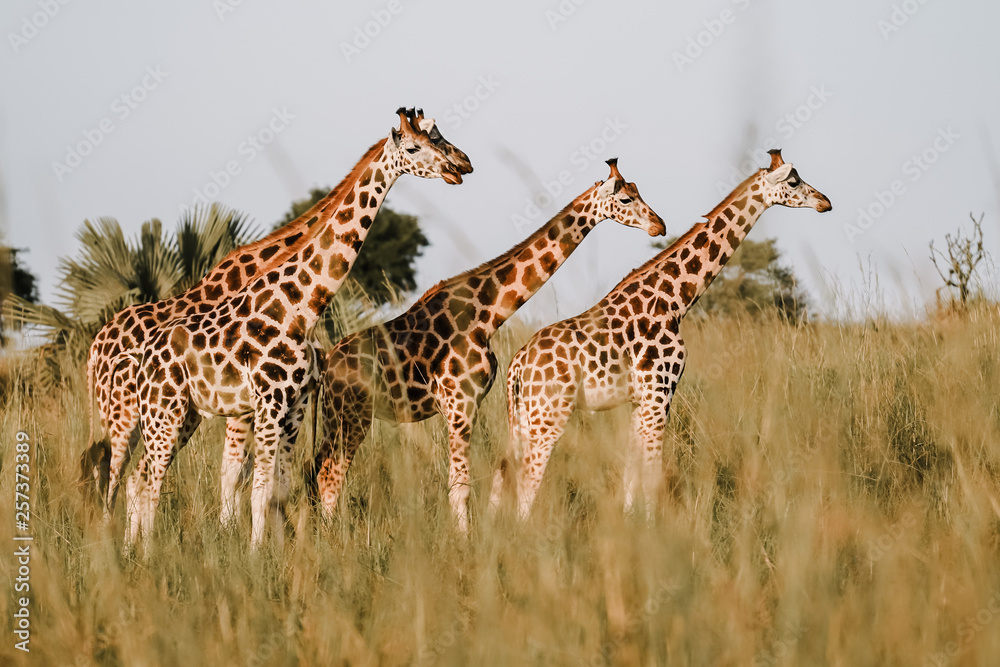 Giraffe in African Giraffe in African