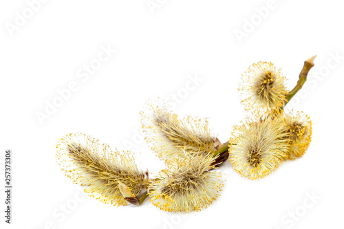 Flowering willow branch isolated on white background