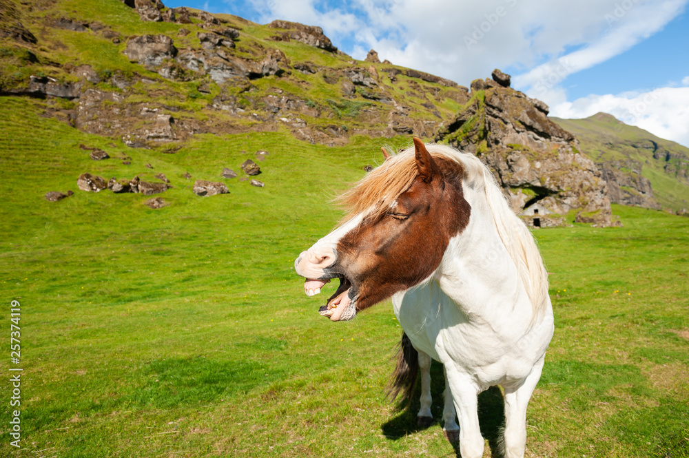 Neighing horse on the green field in Iceland