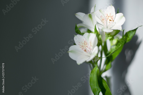 White alstroemeria flowers with green leaves on gray background in sunlight and shadow close up, delicate lily flower bunch for holiday poster, tender lilies floral greeting card design, copy space